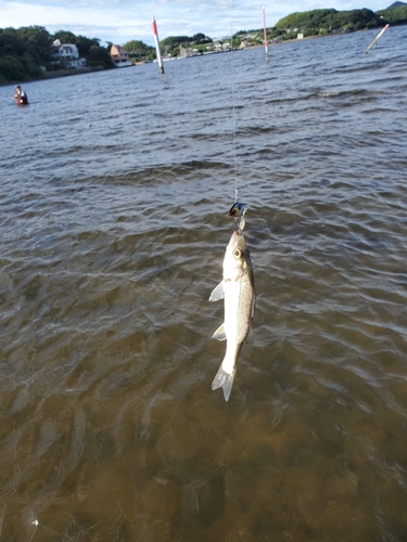 セイゴ（マルスズキ）の釣果