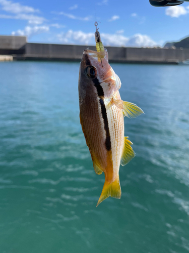 ヨコスジフエダイの釣果