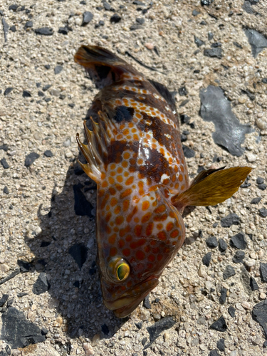 ヨコスジフエダイの釣果