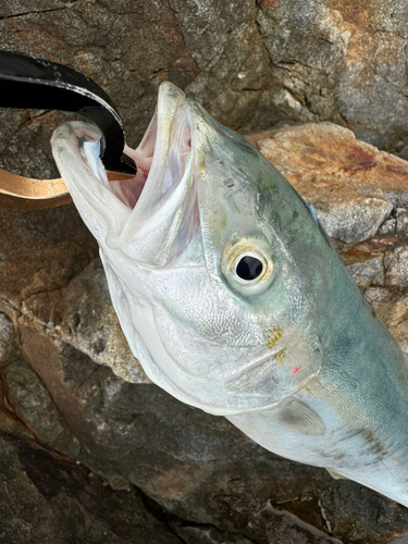 ヤズの釣果