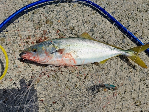 ハマチの釣果