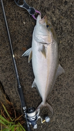 ネリゴの釣果