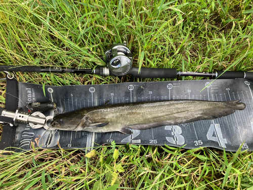 ナマズの釣果