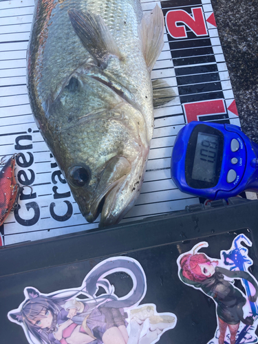 ブラックバスの釣果