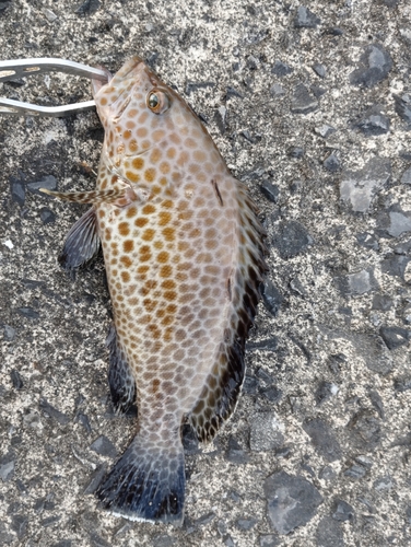 オオモンハタの釣果