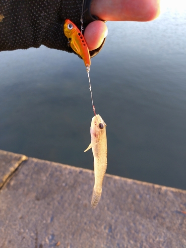 マハゼの釣果