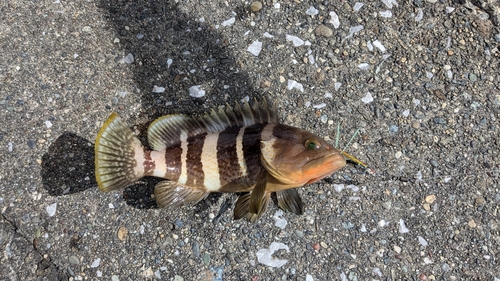 アオハタの釣果