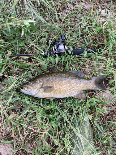 スモールマウスバスの釣果