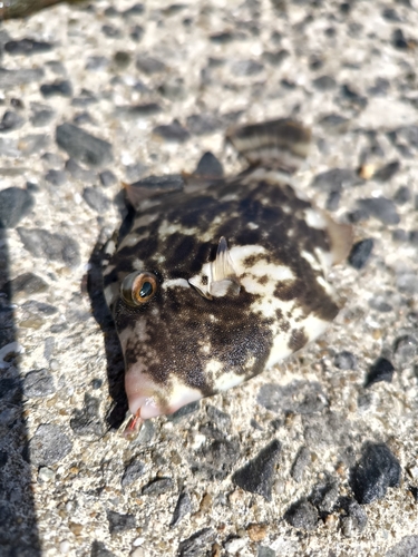 カワハギの釣果