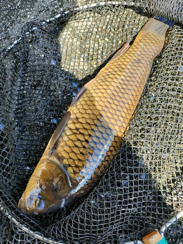 コイの釣果