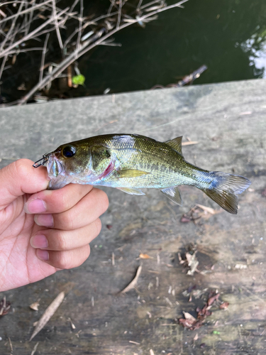 ラージマウスバスの釣果