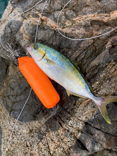 ヒラマサの釣果