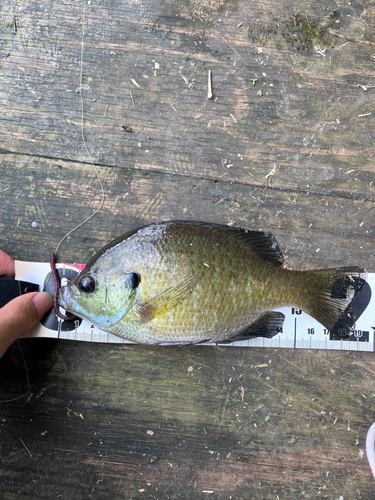 ラージマウスバスの釣果