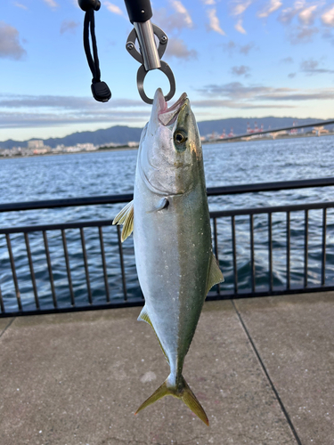 ハマチの釣果