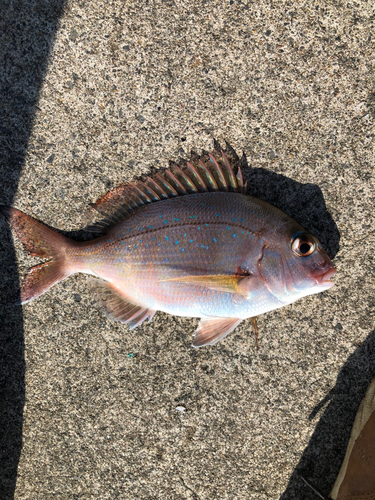 タチウオの釣果