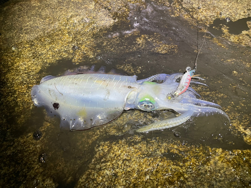 アオリイカの釣果