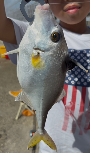 ギマの釣果