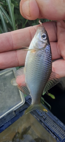 ヤリタナゴの釣果