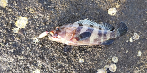 アオハタの釣果