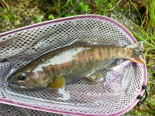 ヤマメの釣果