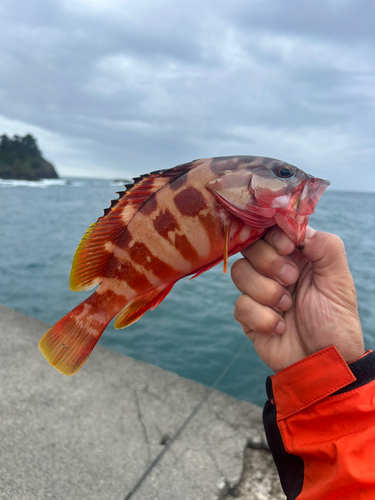 アカハタの釣果