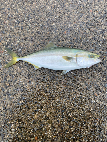 イナダの釣果