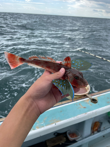 ホウボウの釣果