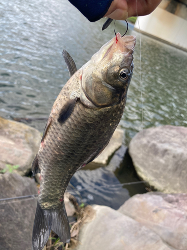 フナの釣果