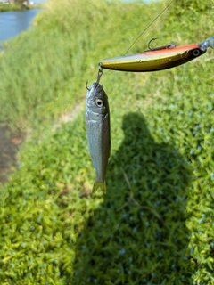 カワムツの釣果