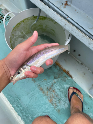 シロギスの釣果