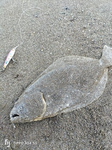 ヒラメの釣果