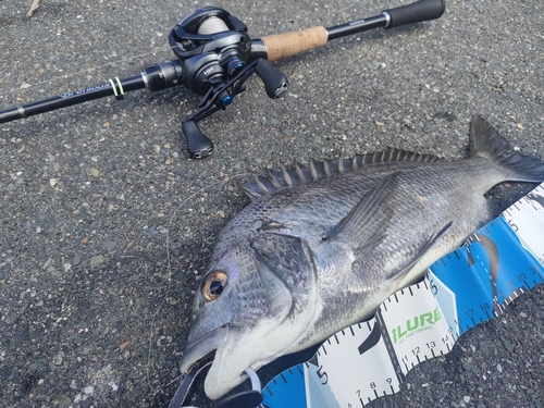 クロダイの釣果