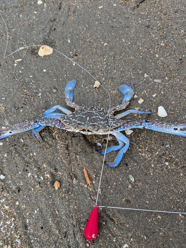 ワタリガニの釣果