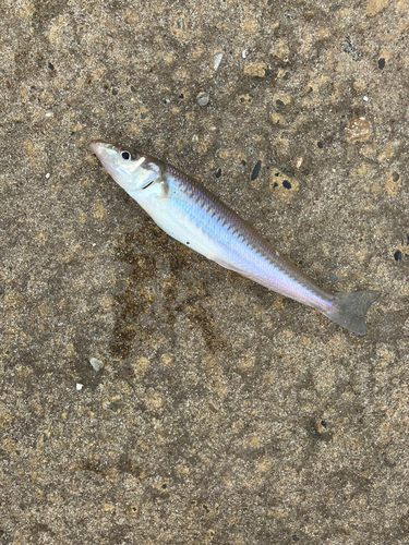 キスの釣果