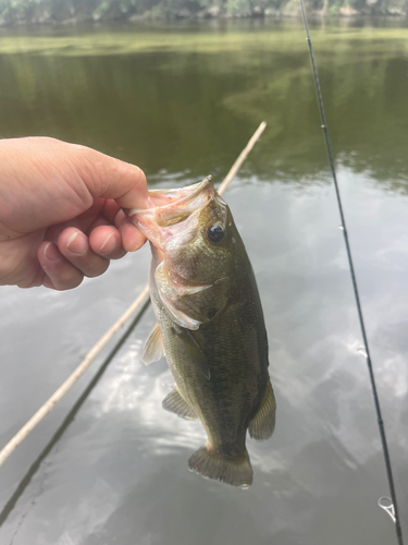 ラージマウスバスの釣果