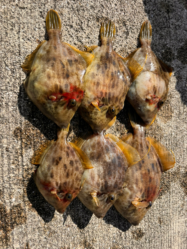 カワハギの釣果