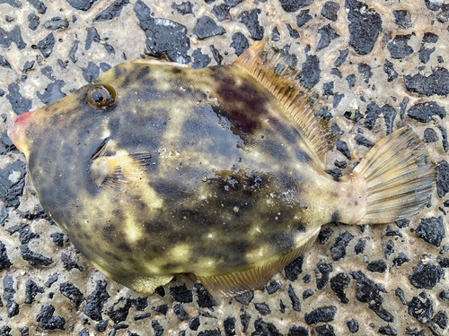 カワハギの釣果