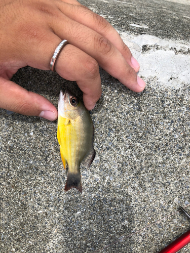 オキフエダイの釣果