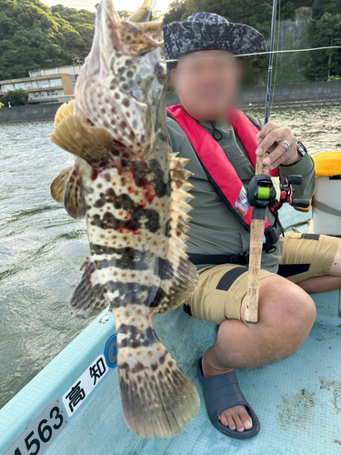 ハタの釣果