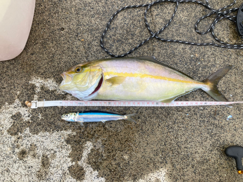 ウルメイワシの釣果