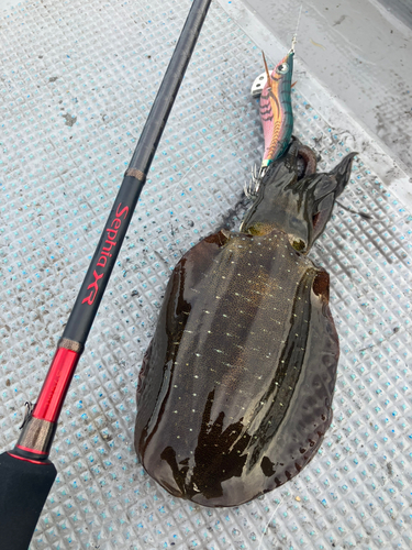 アオリイカの釣果