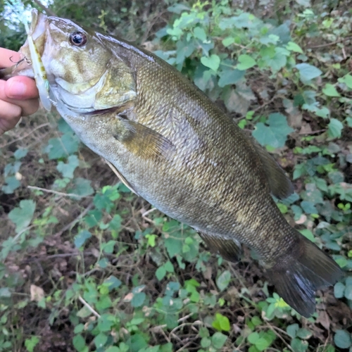 スモールマウスバスの釣果