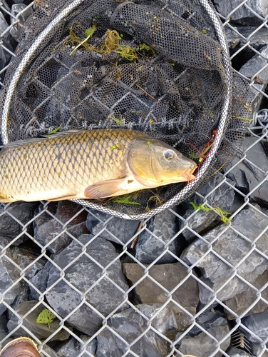 コイの釣果