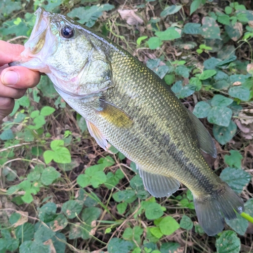 ラージマウスバスの釣果