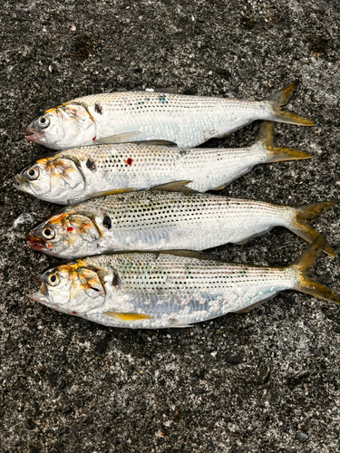 コノシロの釣果