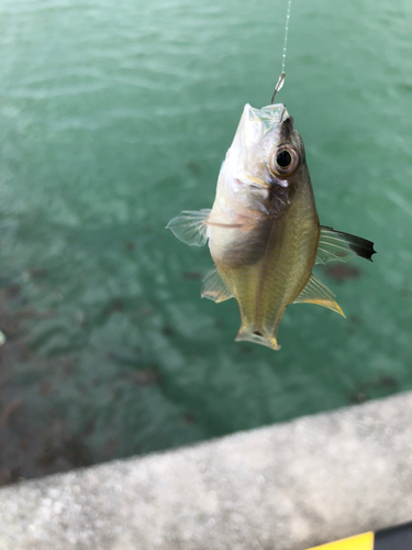 ネンブツダイの釣果