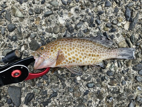 オオモンハタの釣果