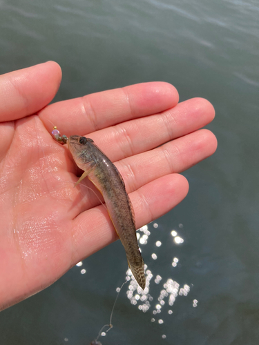 マハゼの釣果