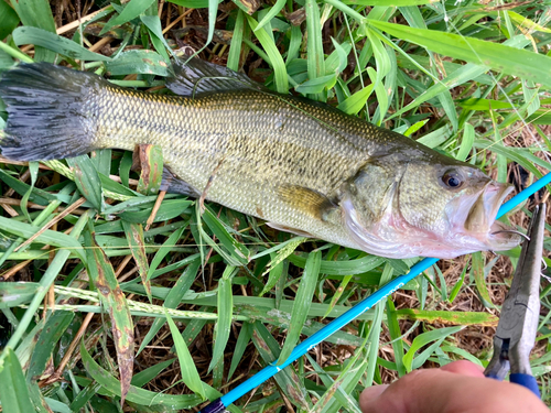 ラージマウスバスの釣果