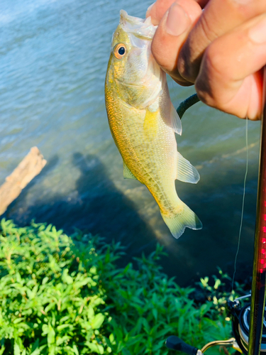 ラージマウスバスの釣果